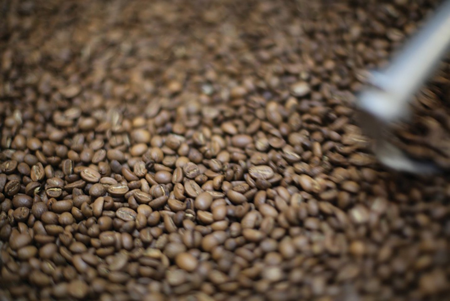 Origin, variety, aroma, how to choose your coffee? - L'Arbre à Café