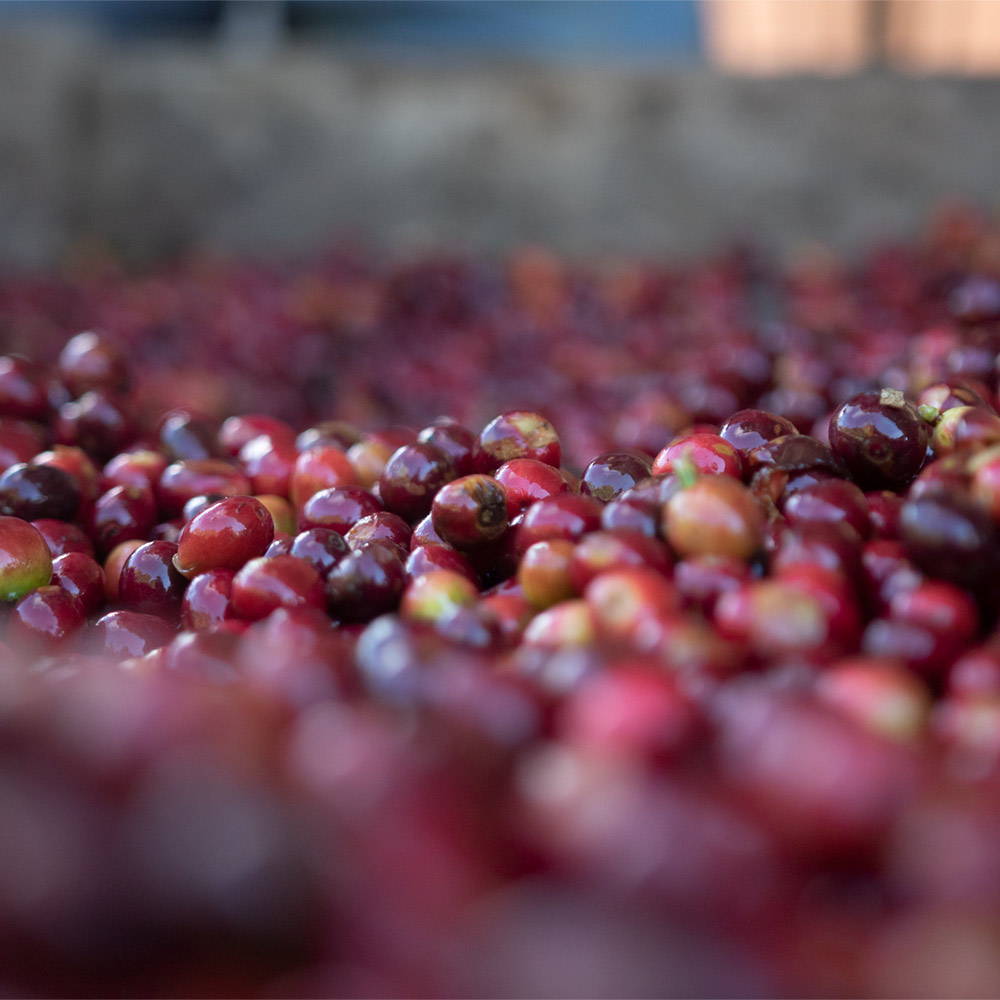 Which coffee to choose: low acid coffee - L'Arbre à Café