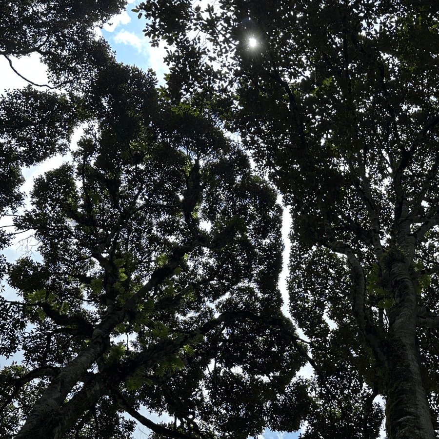 Soko - Coffee - L'Arbre à Café