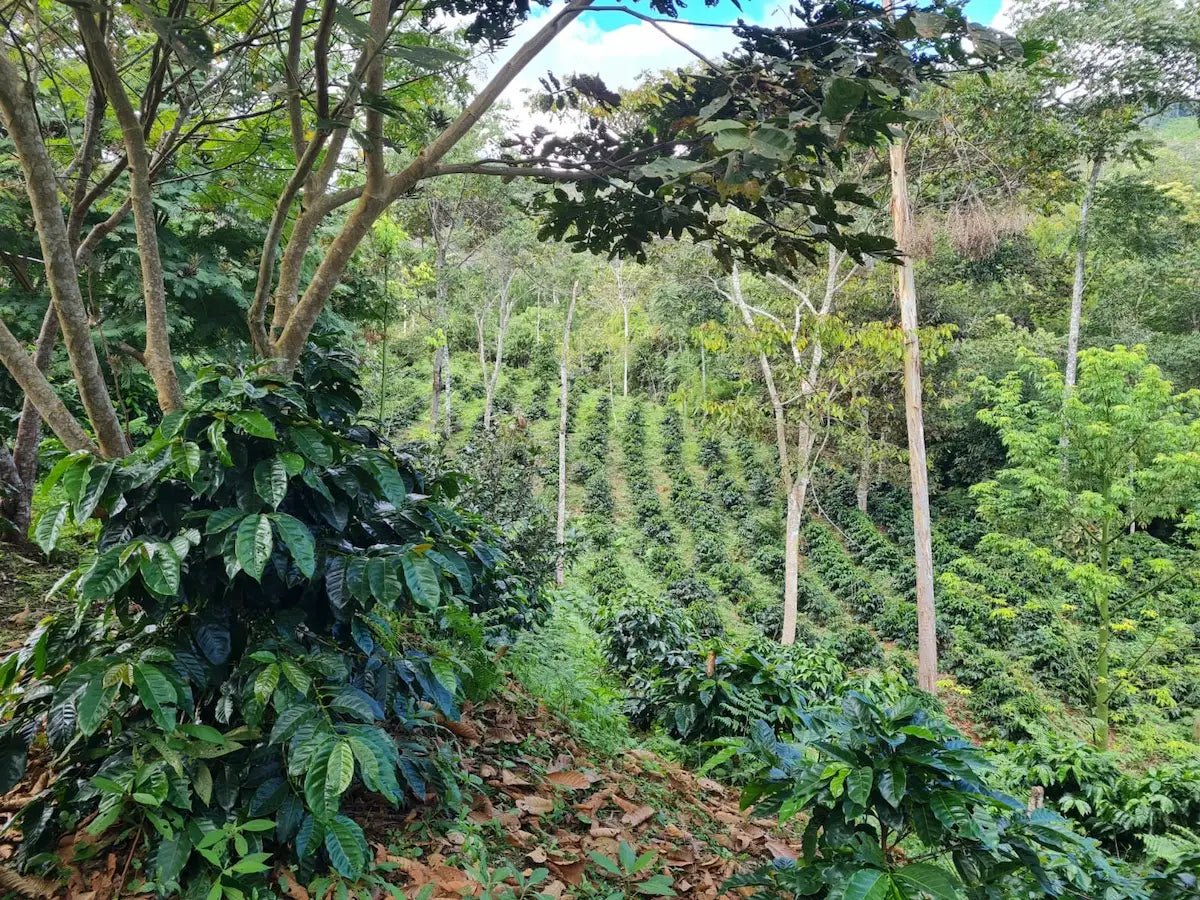 Cafés biodynamiques : comment choisir le profil qui vous correspond ? - L'Arbre à Café