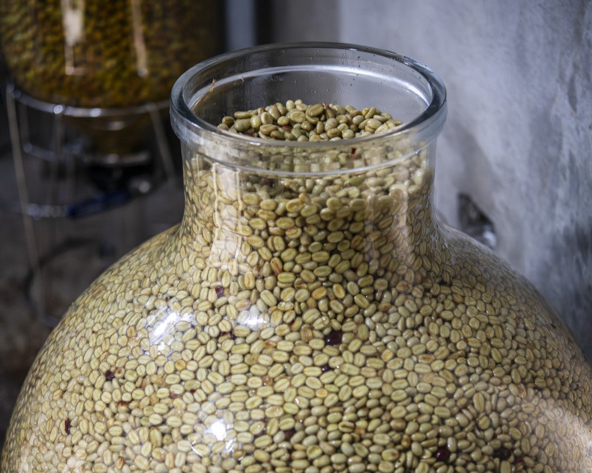 From Wine Globe to Coffee Globe : la nouvelle révolution dans le monde du café - L'Arbre à Café