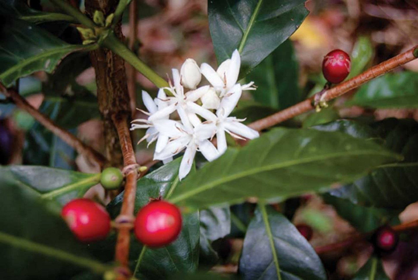 Geisha Finca Deborah : il est des rêves, et des réalités - L'Arbre à Café