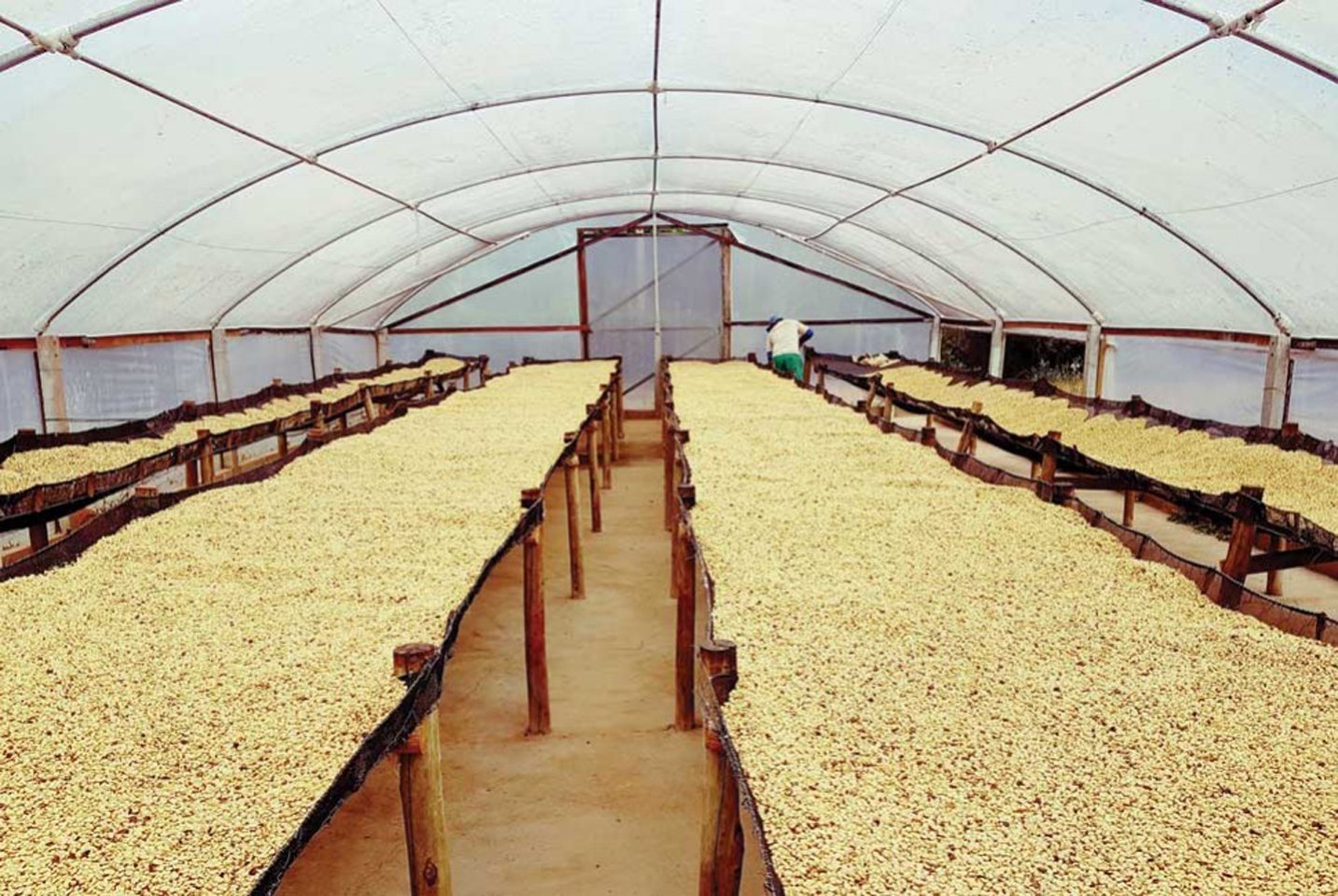 La caféiculture aujourd’hui et demain - L'Arbre à Café