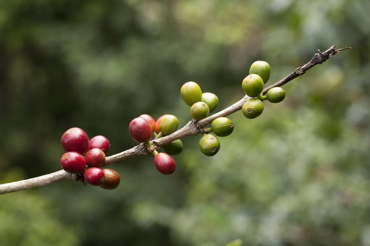 L'Arbre à Café sort le premier assemblage certifié Demeter ! - L'Arbre à Café