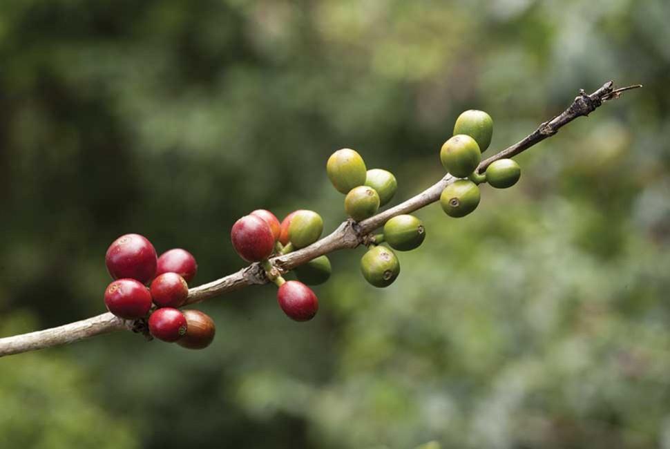 Le Sexe et le Café - L'Arbre à Café