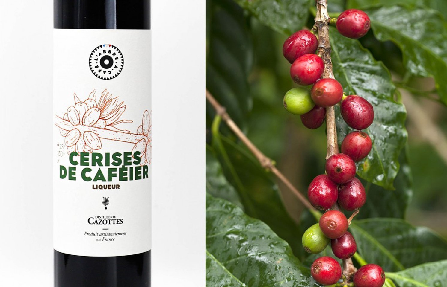 Liqueurs de Caféier : la rencontre entre L'Arbre à Café et Cazottes - L'Arbre à Café