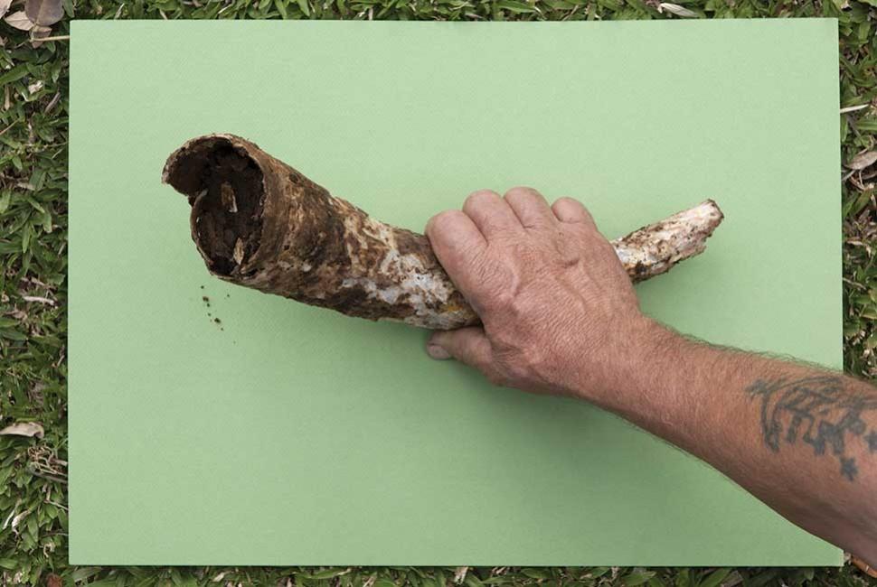 Peut-on tout cultiver en Biodynamie ? café et biodynamie - L'Arbre à Café