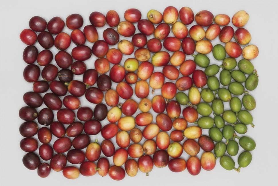 Que faire du marc de café ? - L'Arbre à Café