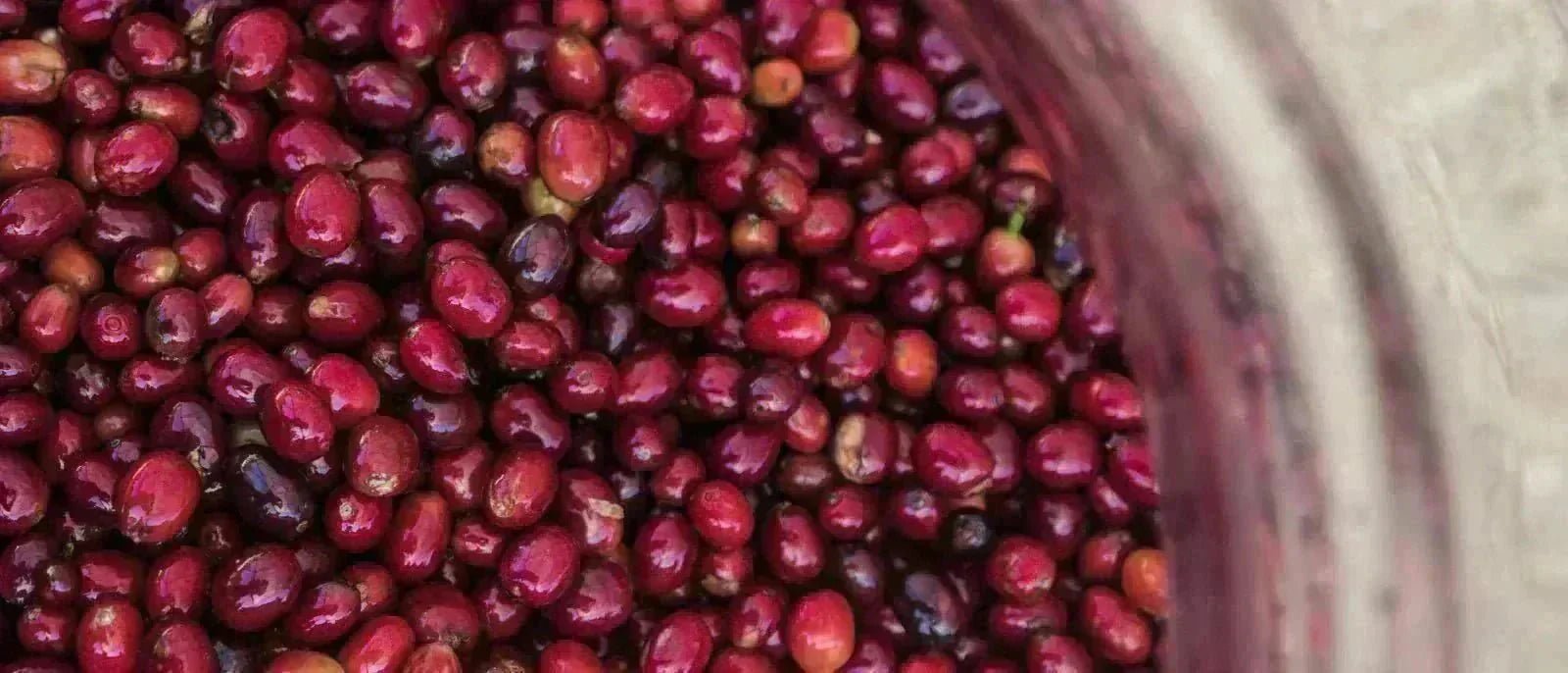 Quel est le café le plus cher du monde ? - L'Arbre à Café