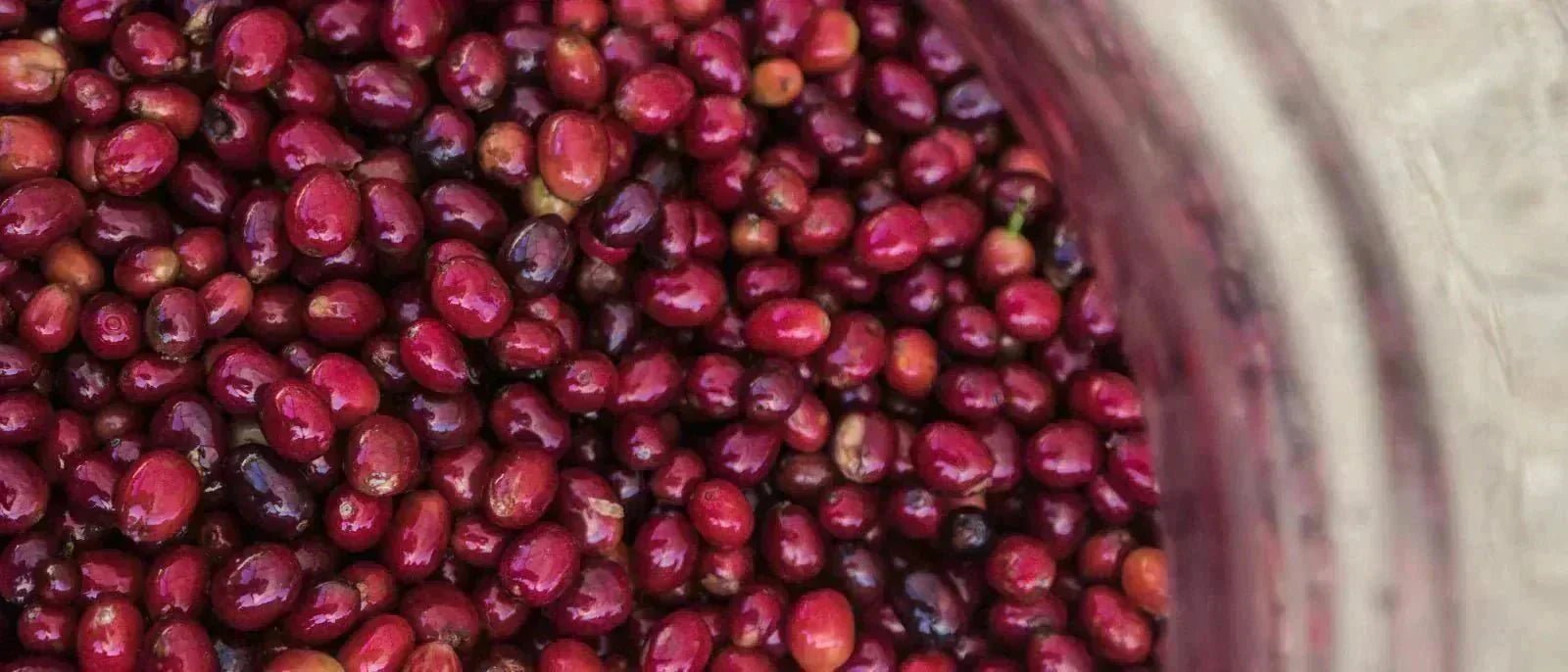 Quel est le café le plus cher du monde ? - L'Arbre à Café