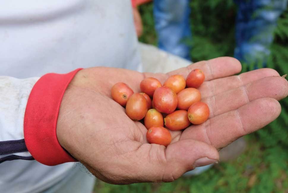Tout savoir sur le Bourbon Rose - L'Arbre à Café