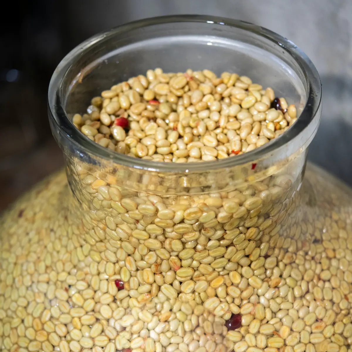 Fermentation du café en sphère de verre Coffee Globe
