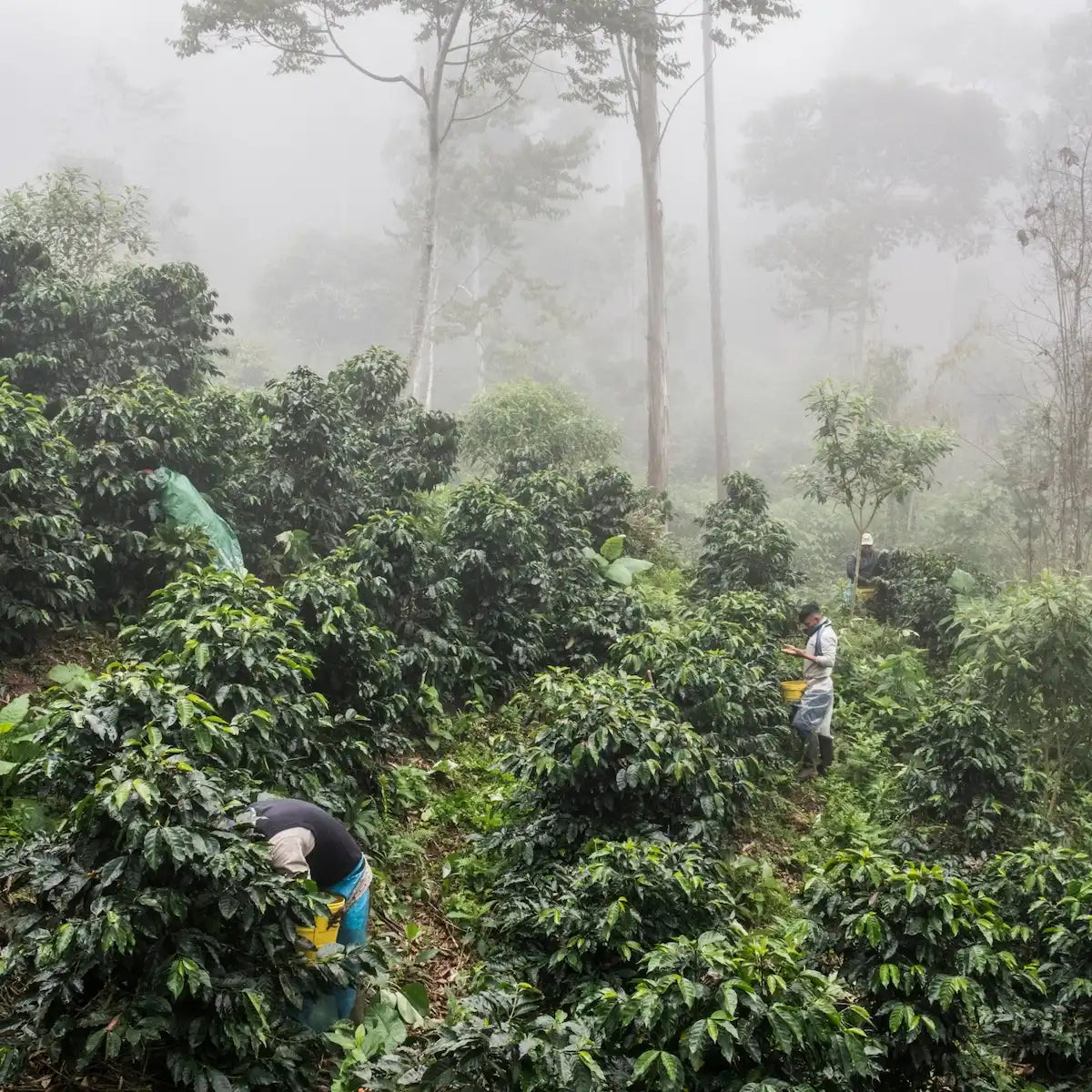 Ferme de café en biodynamie de L’Arbre à Café