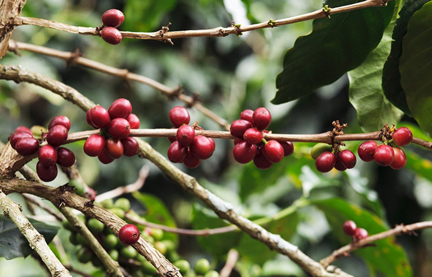 What is an Arabica? - L'Arbre à Café