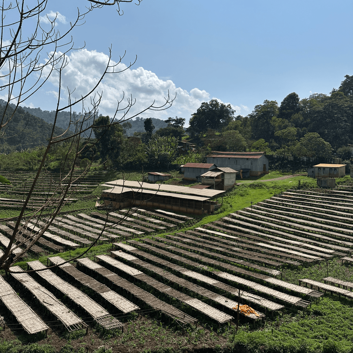 Soko - Coffee - L'Arbre à Café