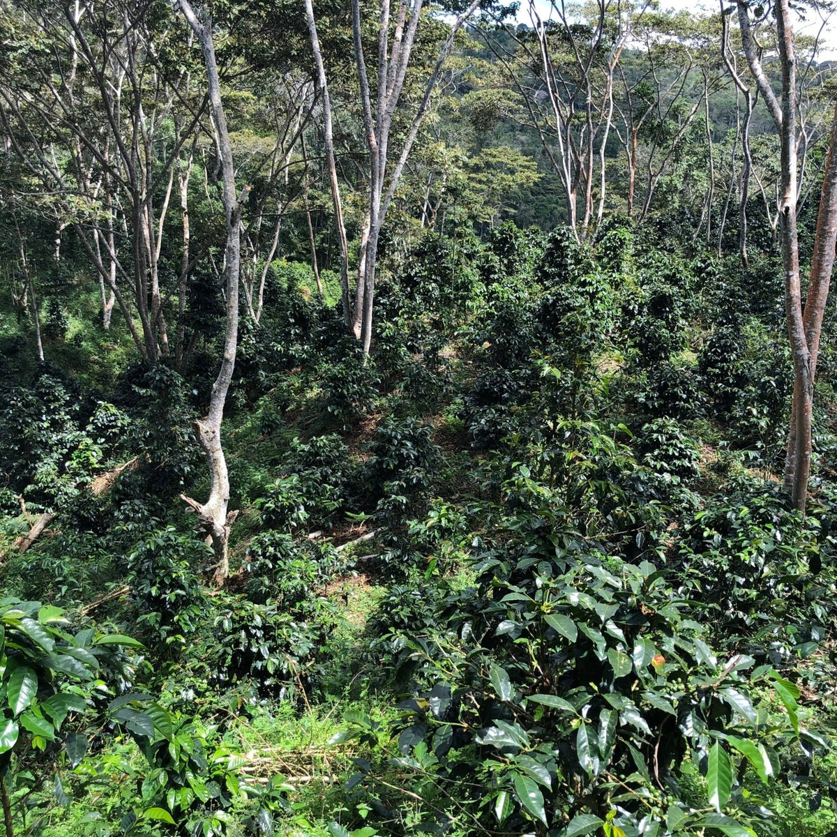 Origin - Coffee - L'Arbre à Café