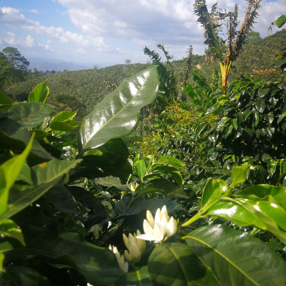 Origin - Coffee - L'Arbre à Café