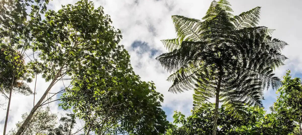 Café bio: guide pour choisir un café biologique de spécialité - L'Arbre à Café