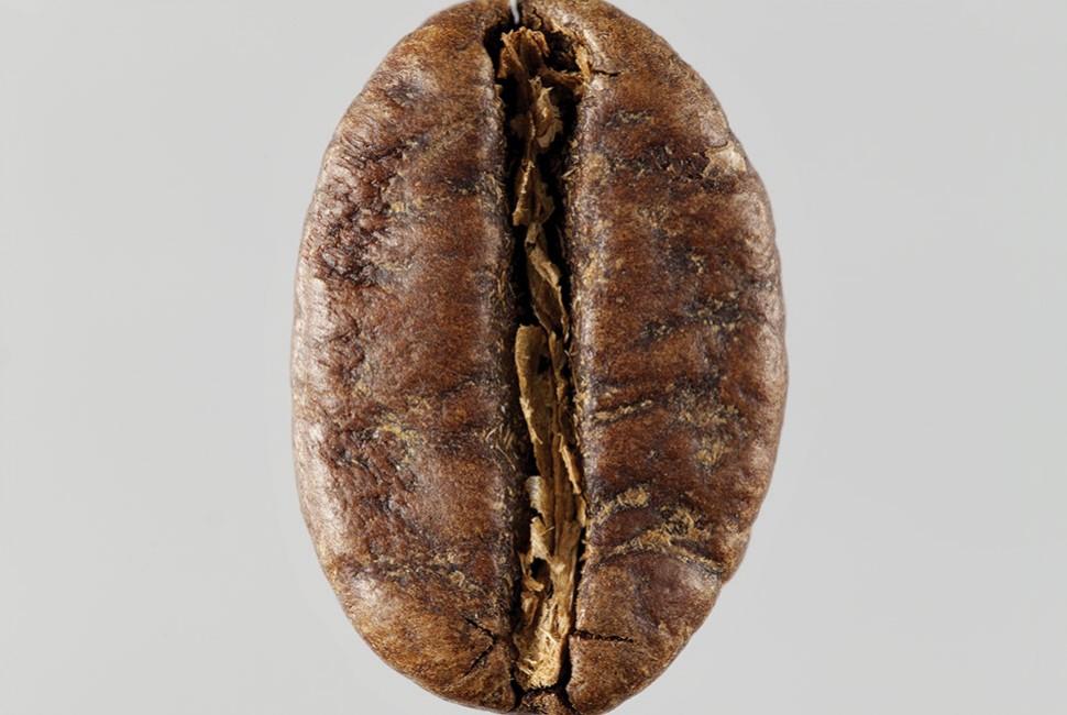 Café : origine et histoire d'un mot, de bunn à kahwa - L'Arbre à Café