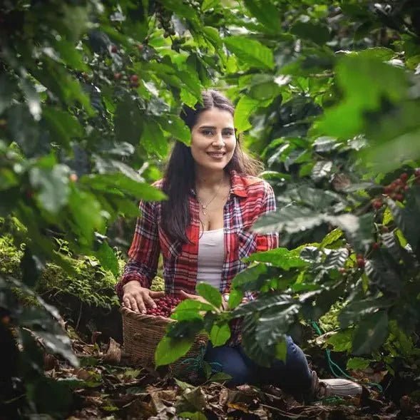 Cafés bio et biodynamiques : plus qu'un engagement ! - L'Arbre à Café