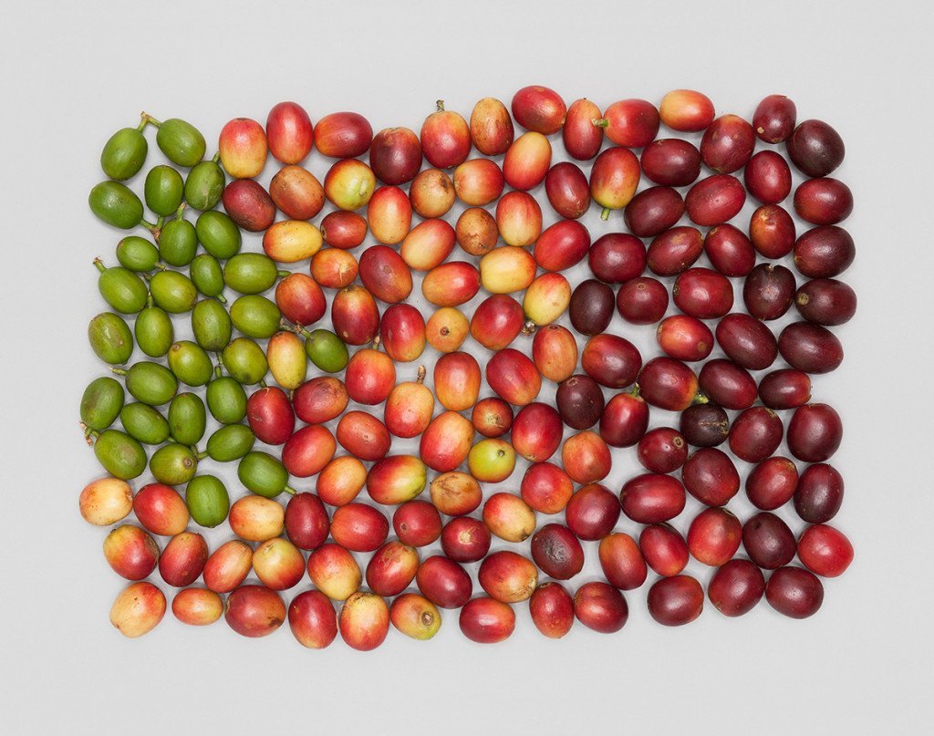 [Guide pratique] Bien choisir son café bio (Labels, Prix, Impact) - L'Arbre à Café