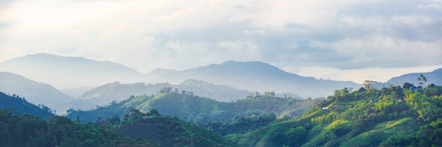 La journée du café : pour que vive l'agroforesterie ! - L'Arbre à Café