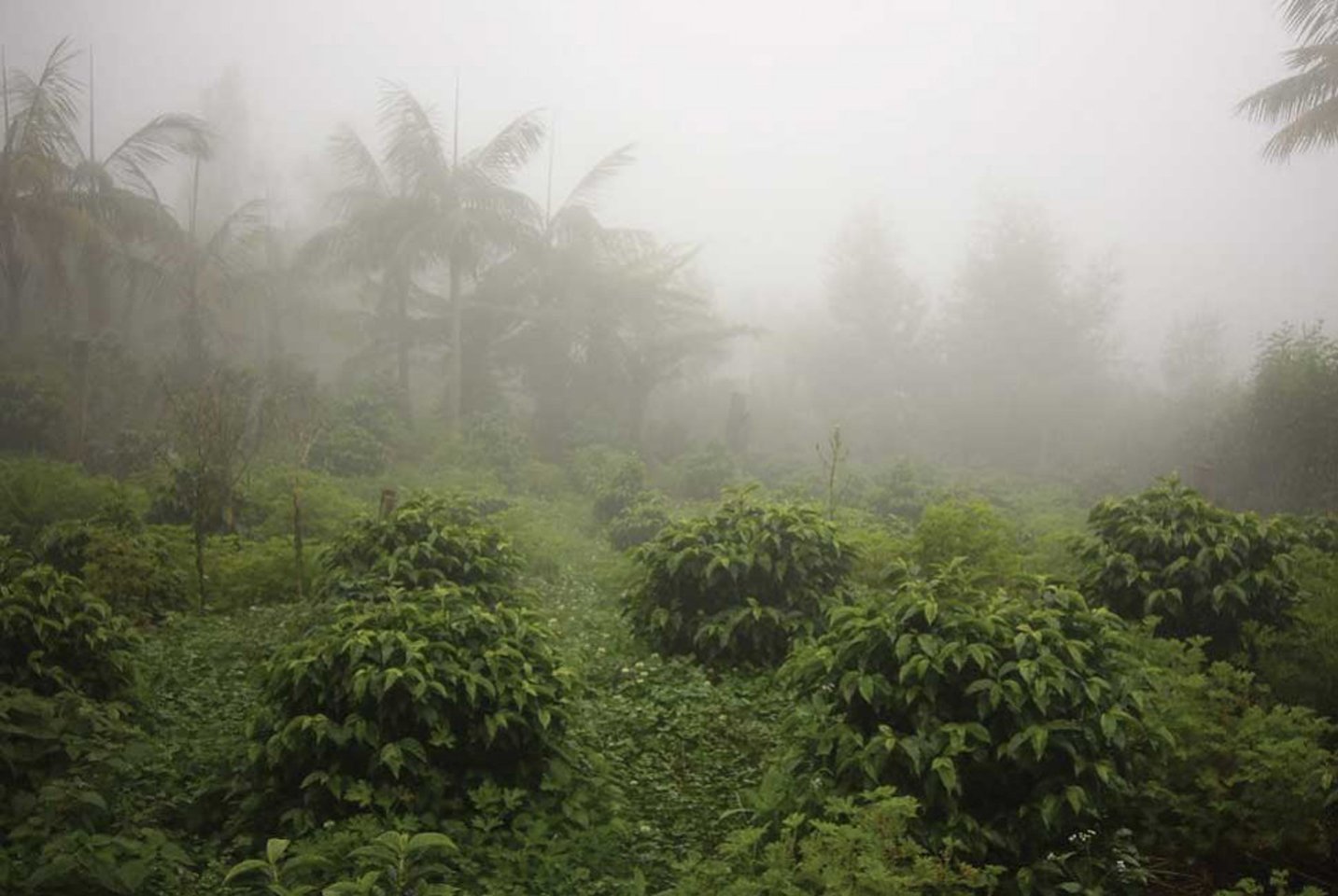 Next step coffee® La biodynamie sera t'elle la prochaine étape du café? - L'Arbre à Café