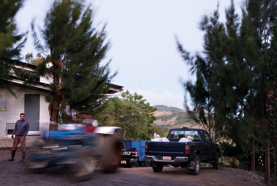 Quelles sont les différences entre un café Arabica, Robusta et Liberica ? - L'Arbre à Café