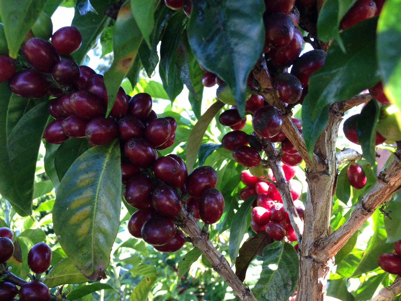 Qu'est ce que le café de spécialité ? - L'Arbre à Café