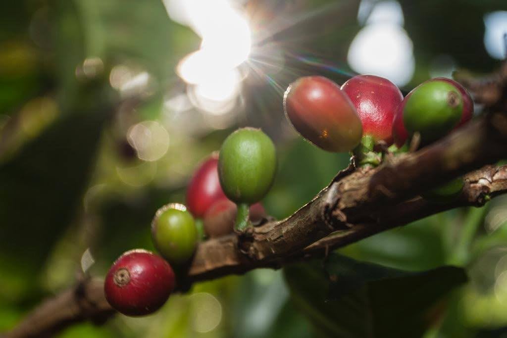 Retour sur nos moments clés de 2021 - L'Arbre à Café