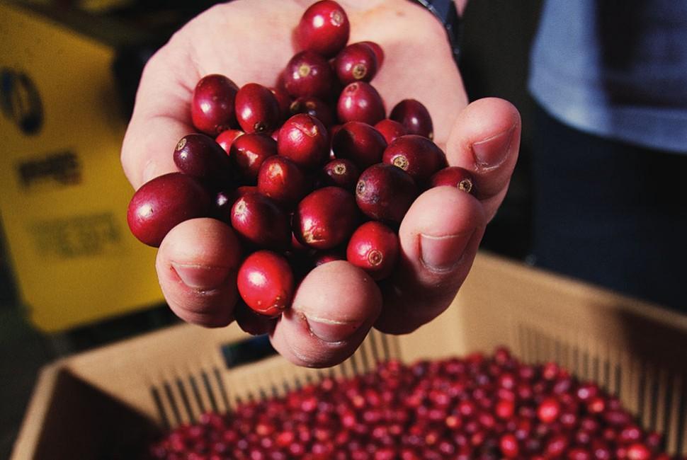 Tout savoir sur le Bourbon Pointu - L'Arbre à Café