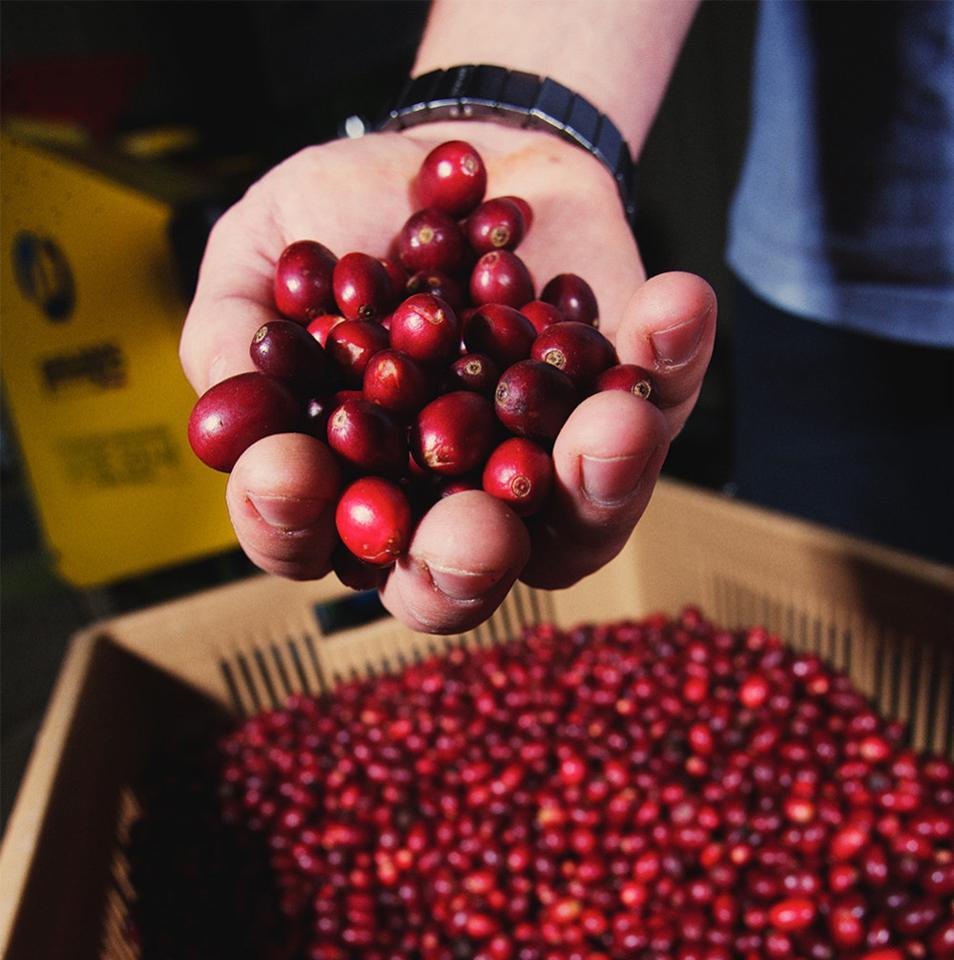 Vous buvez du vin nature et mangez souvent bio ? Et pour votre café ? - L'Arbre à Café