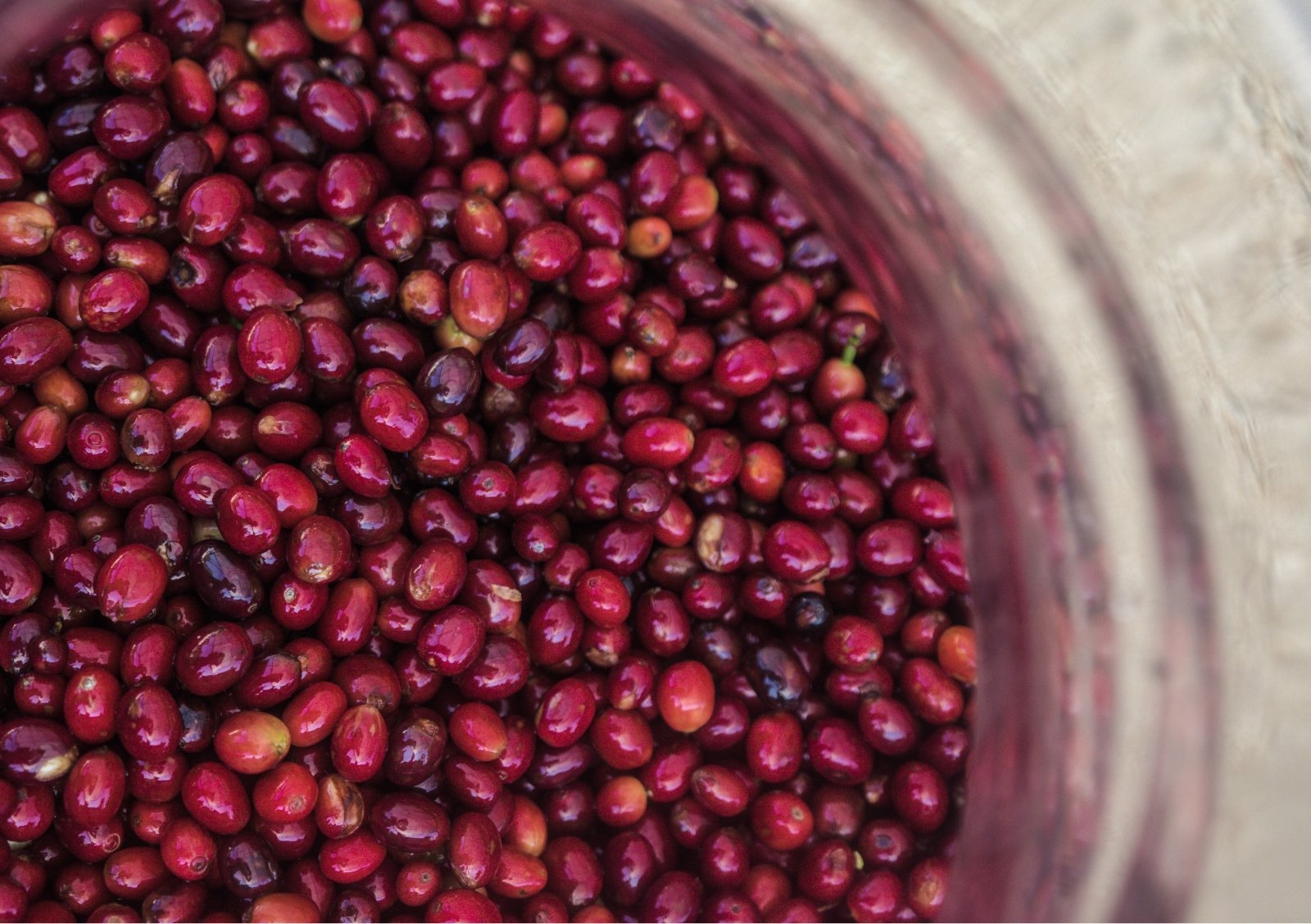 Café Geisha - L'Arbre à Café