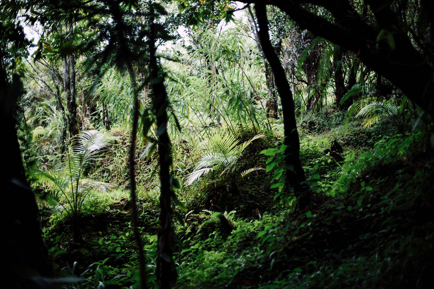 Cafés de La Réunion | L'Arbre à Café