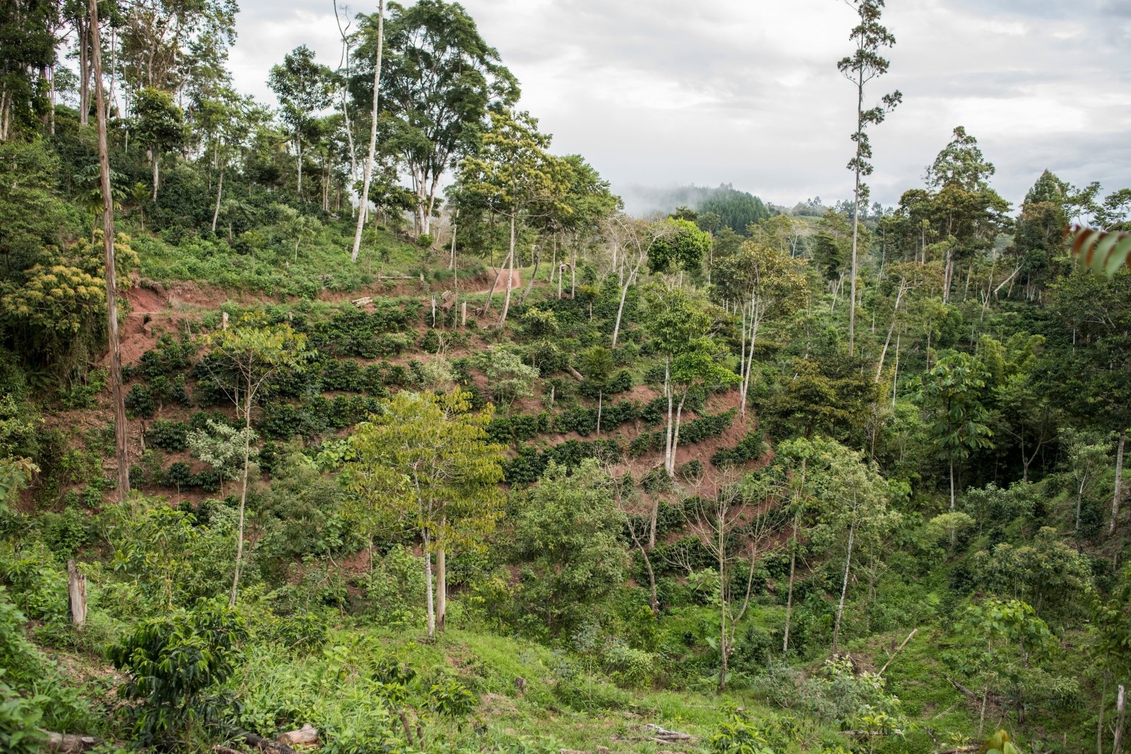 Cafés de nos fermes - L'Arbre à Café