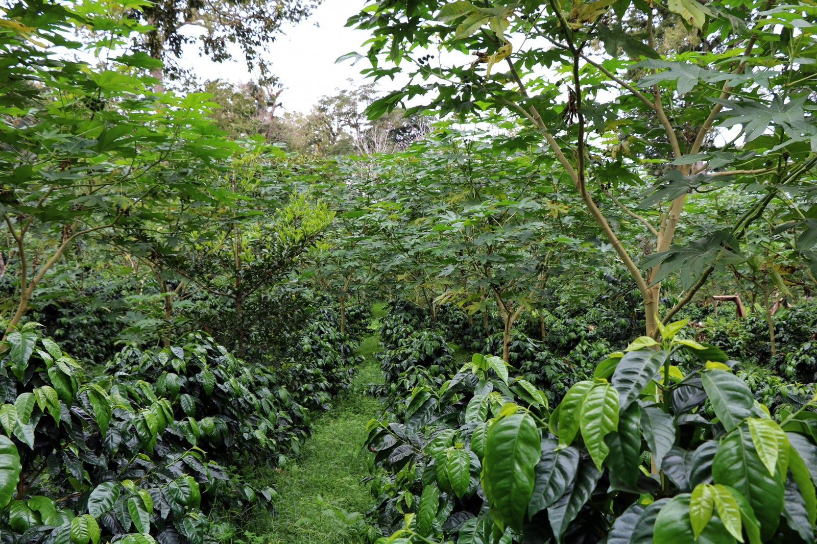 Cafés du Panama | L'Arbre à Café