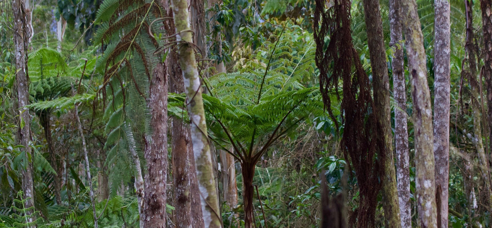 Cafés du Pérou | L'Arbre à Café