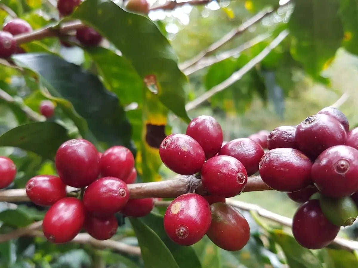 Cafés naturels : des cafés de spécialité intensément fruités - L'Arbre à Café
