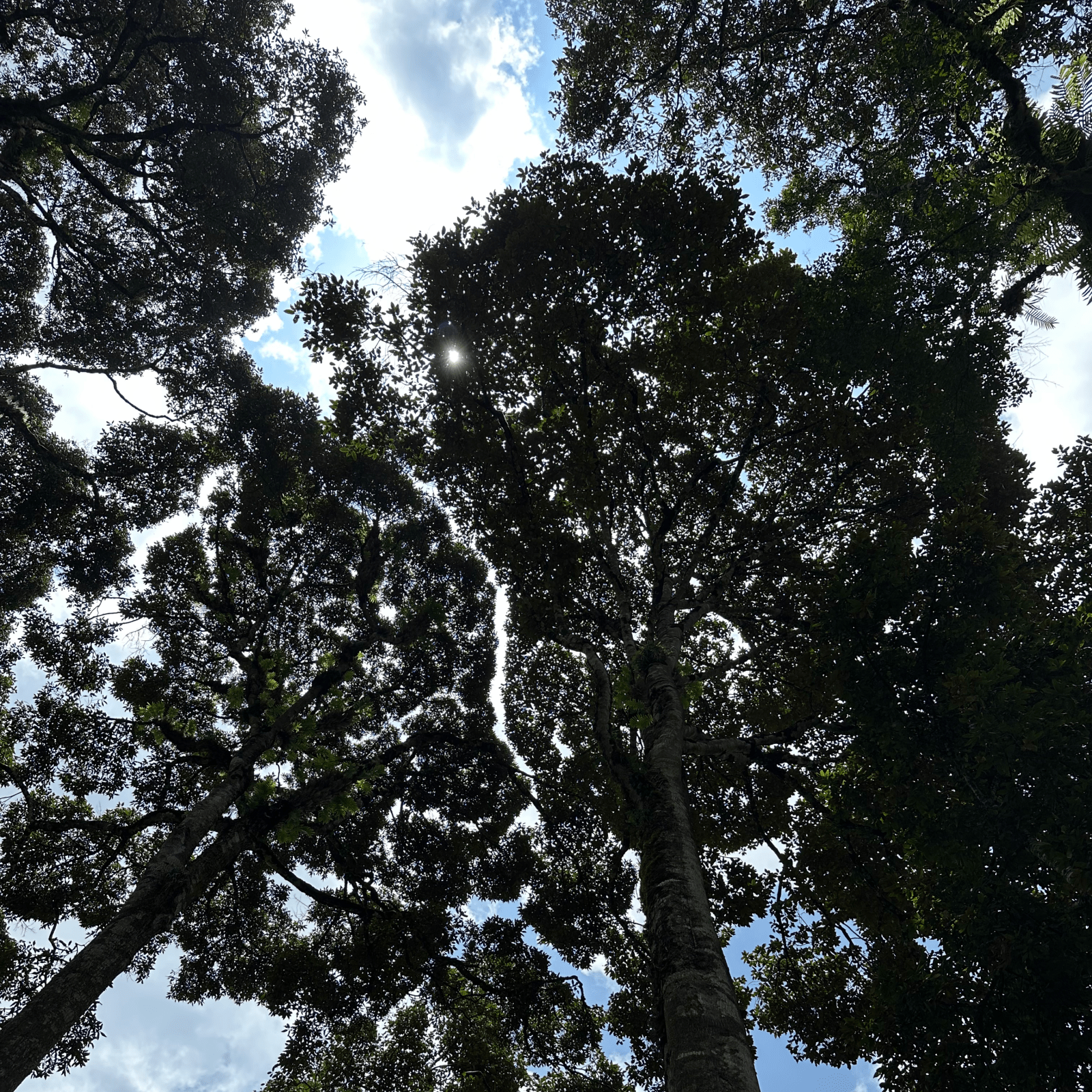 Golden Farm - L'Arbre à Café