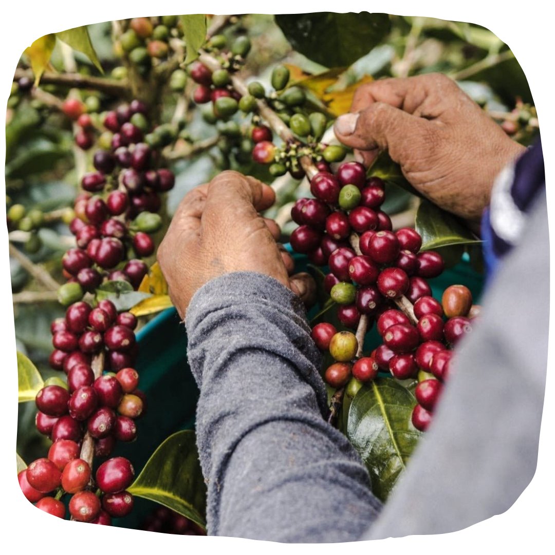 Idées cadeaux pour les curieux - L'Arbre à Café
