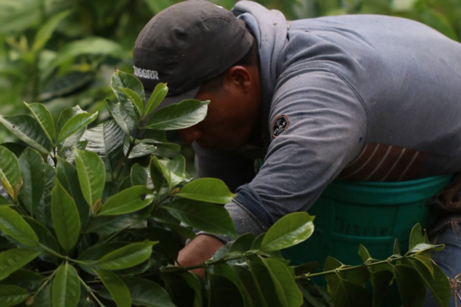 Les cafés de nos producteurs - L'Arbre à Café