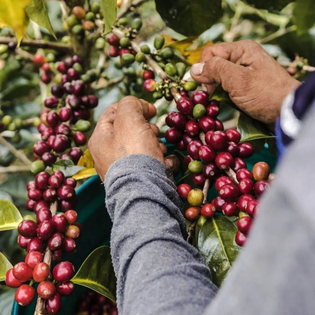 L'Arbre à Café producteur