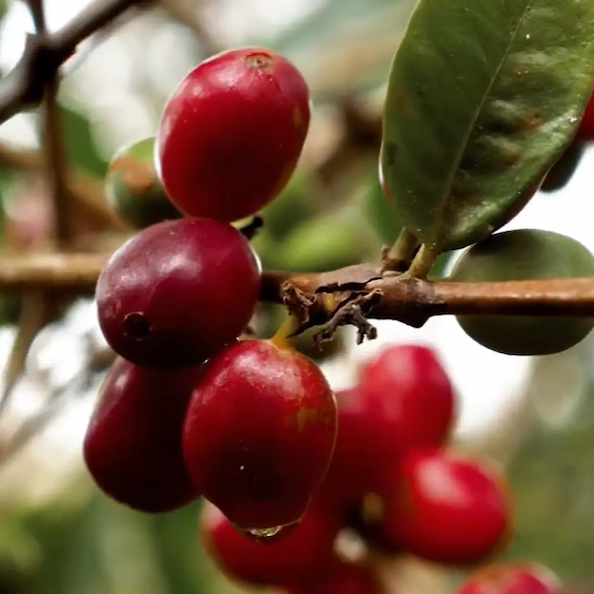Gros plan de cerises de café rouges et mûres sur une branche de caféier écoresponsable au Honduras.