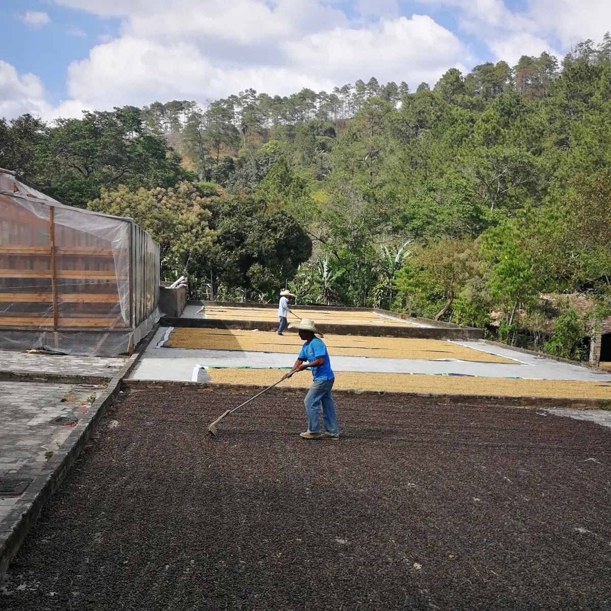 Flhor - Café - L'Arbre à Café