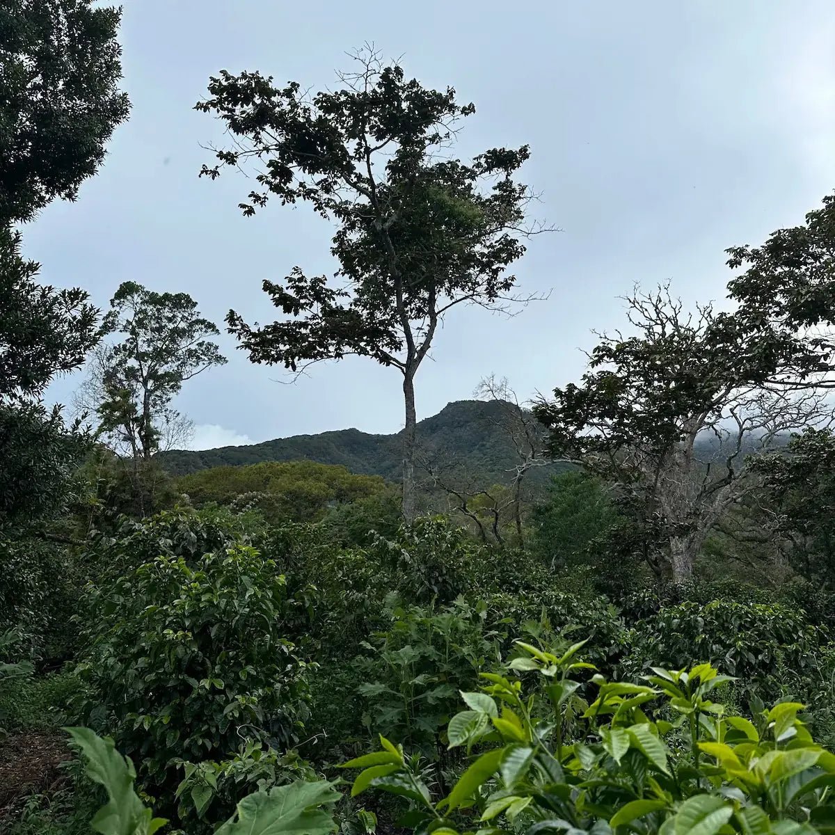 Los Lajones Bambu - Café - L'Arbre à Café