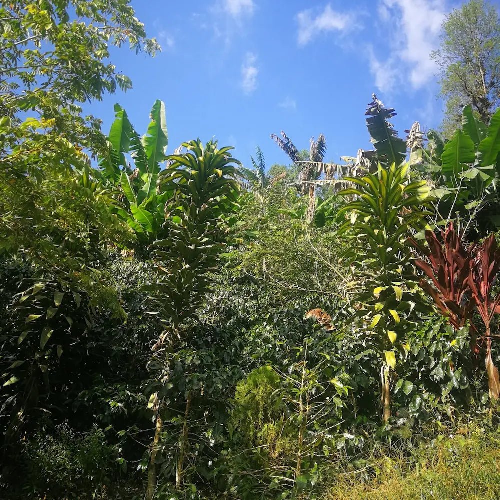 Origine - Café - L'Arbre à Café