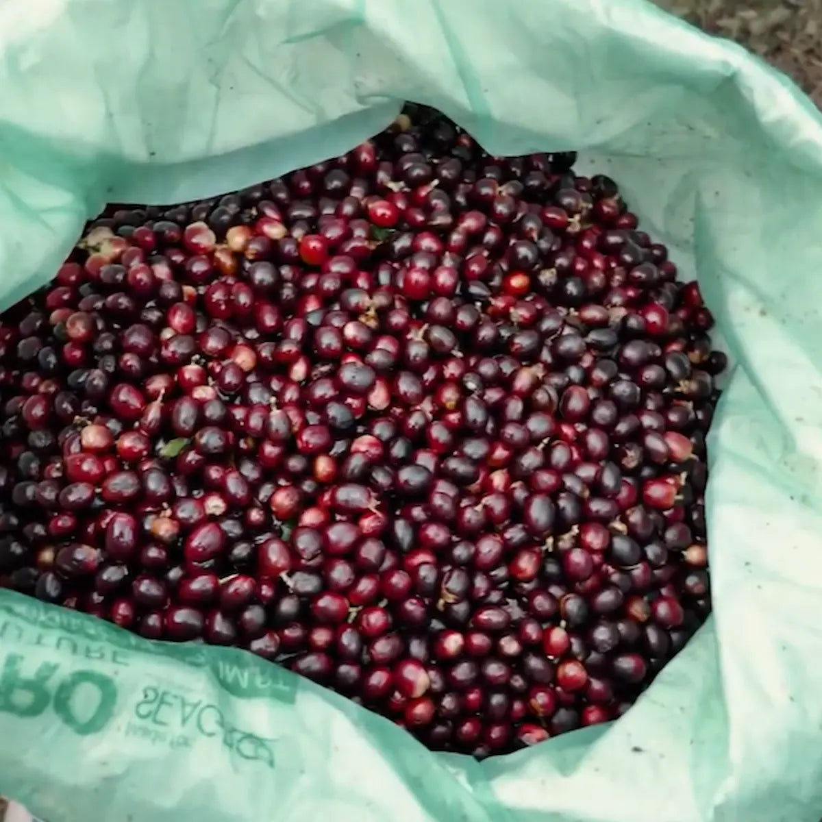 Cerises de café fraîchement récoltées à pleine maturité dans un sac, terroir de Marcala au Honduras.