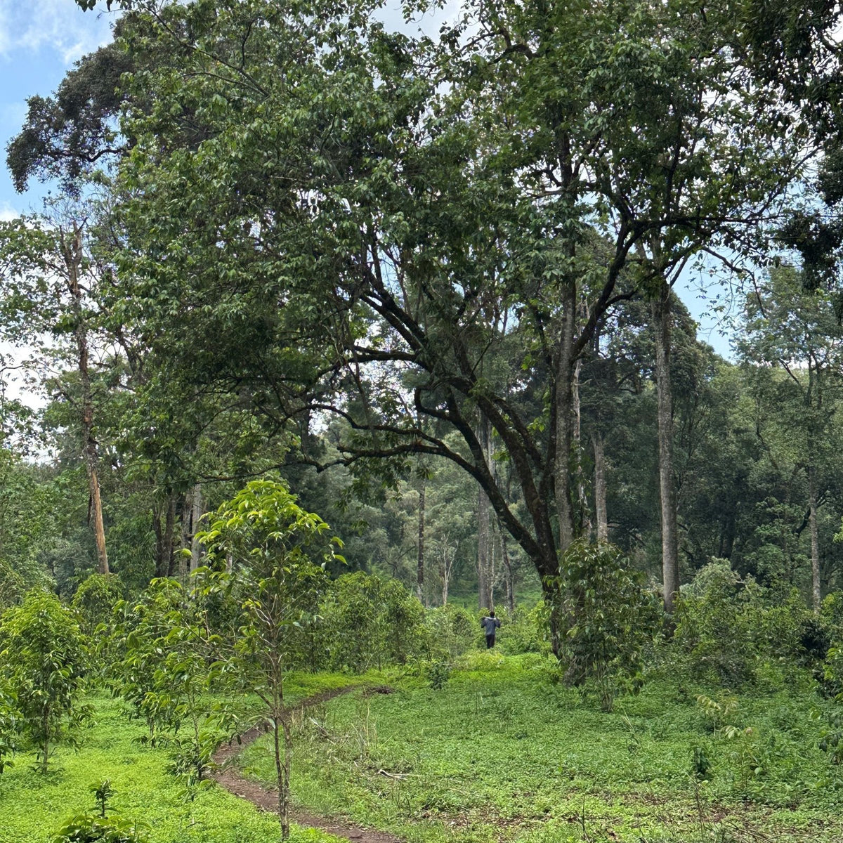 Soko - Café - L'Arbre à Café