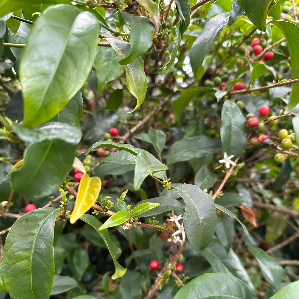 Sudan Rume - Café - L'Arbre à Café