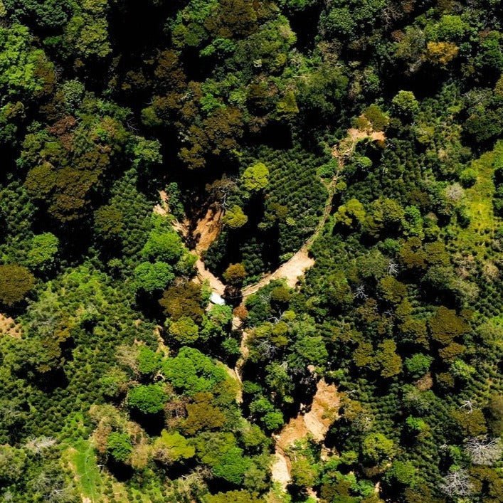 Terroir Coffee Globe - Café - L'Arbre à Café